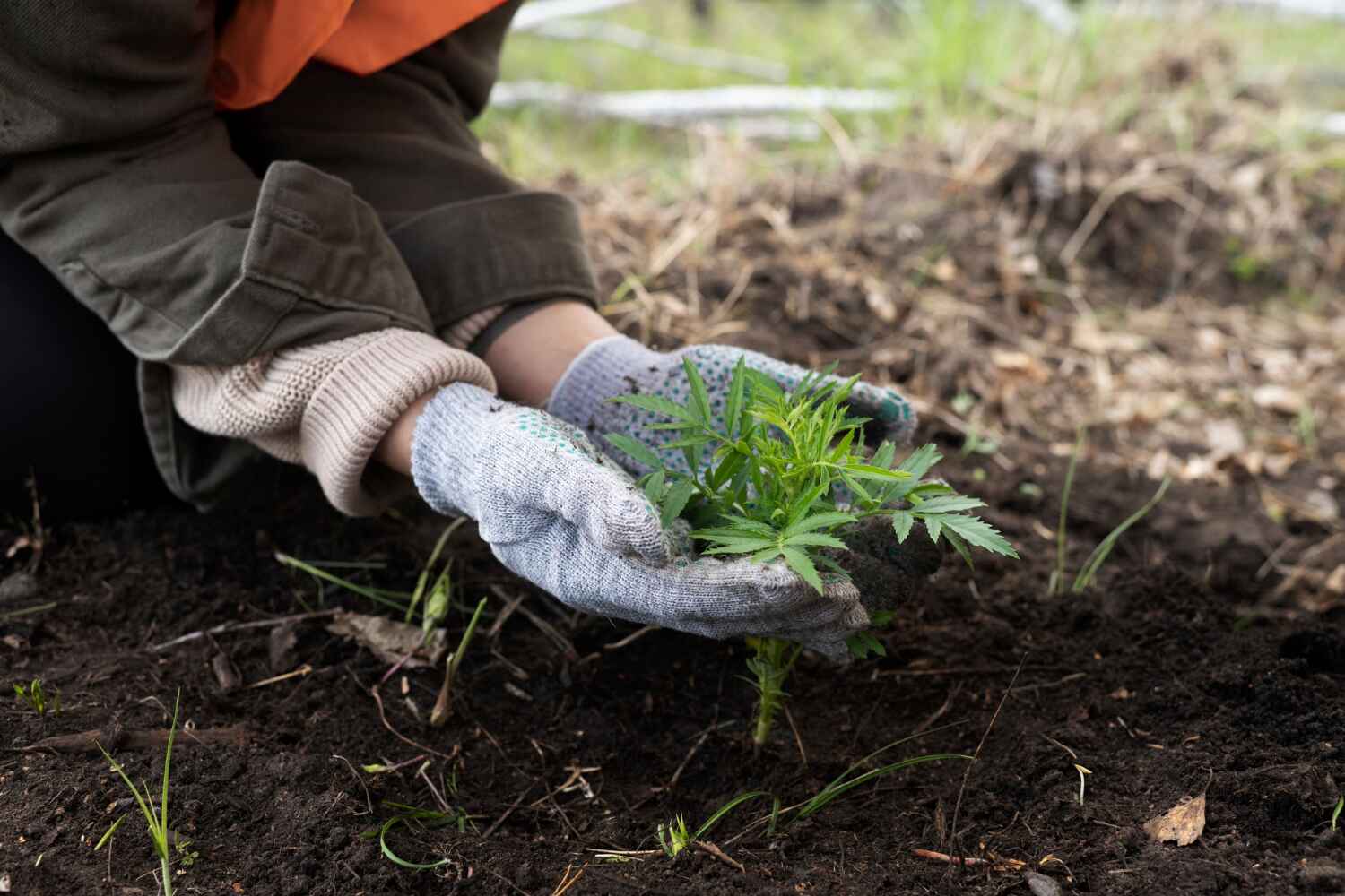 The Steps Involved in Our Tree Care Process in Inglis, FL